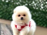 Ayıcık Surat Pomeranian Yavrular