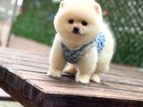A Kalite Pomeranian Boo Yavrular