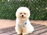Ayıcık Surat Pomeranian Yavrular