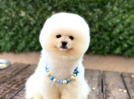 Ayıcık Surat Pomeranian Yavrular
