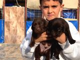 Labrador Yavurlarımız Ruhsatlı Çıftlıyımızden