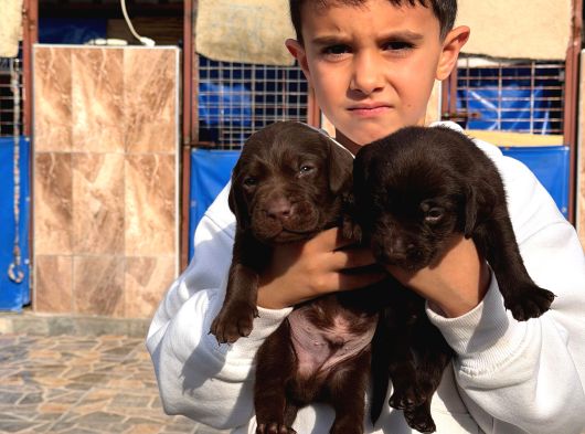Labrador Yavurlarımız Ruhsatlı Çıftlıyımızden görsel