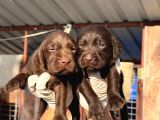 Labrador Yavurlarımız Ruhsatlı Çıftlıyımızden