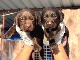 Labrador Yavurlarımız Ruhsatlı Çıftlıyımızden