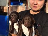 Labrador Yavurlarımız Ruhsatlı Çıftlıyımızden