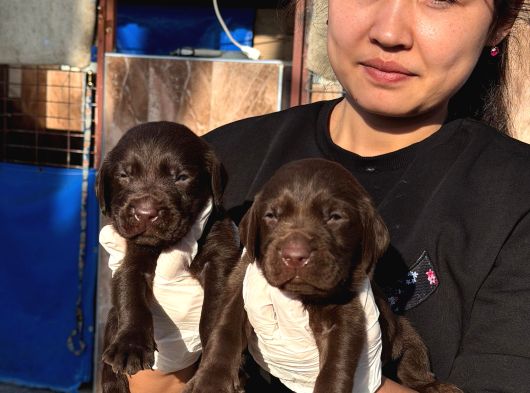 Labrador Yavurlarımız Ruhsatlı Çıftlıyımızden görsel