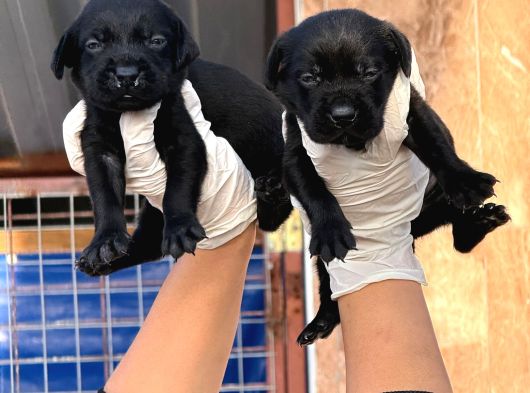 Labrador Yavurlarımız Ruhsatlı Çıftlıyımızden