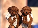Teucap Kore red poodle