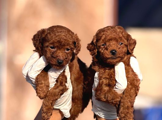 Teucap Kore Red Poodle