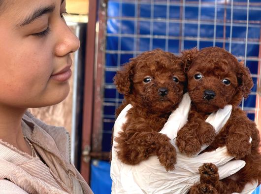 Teucap Kore Red Poodle görsel