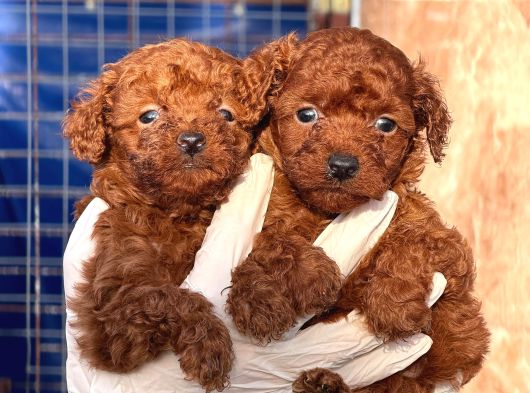 Teucap Kore Red Poodle görsel