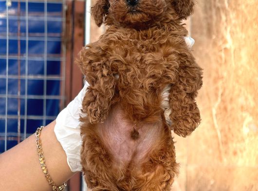 Toy Poodle Yavurlarımız Ruhsatlı Çiftlıyımızden görsel