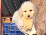 Dev Poodle Safkan Orjınal