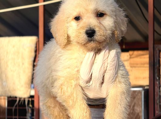 Dev Poodle Safkan Orjınal