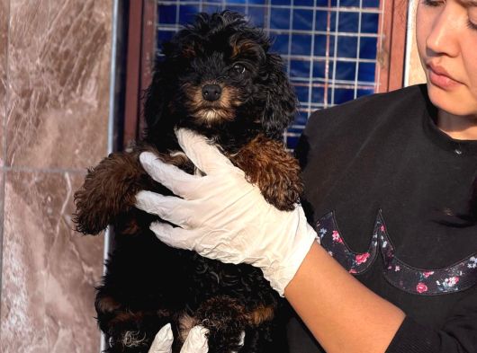 Phantom Poodle Yavrularımız görsel
