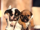 Egzotik İngiliz Bulldog yavurlamız