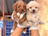Maltipoo Yavurlamiz