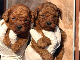 Toy Poodl Yavurlamiz