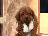 Toy Poodl Yavurlamiz