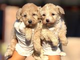 Maltipoo Yavurlamiz