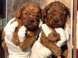 Toy Poodl yavurlamiz