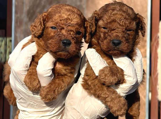 Toy Poodl Yavurlamiz görsel