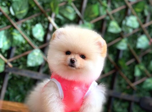 Taddy Bear Pomerani̇an Boo görsel