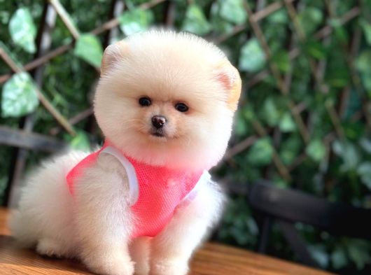 Taddy Bear Pomerani̇an Boo görsel