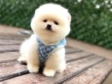 Orji̇nal Pomerani̇an Boo