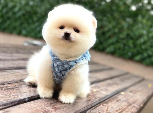 Orji̇nal Pomerani̇an Boo görsel