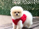 BEYAZ POMERANİAN BOO YAVRUMUZ