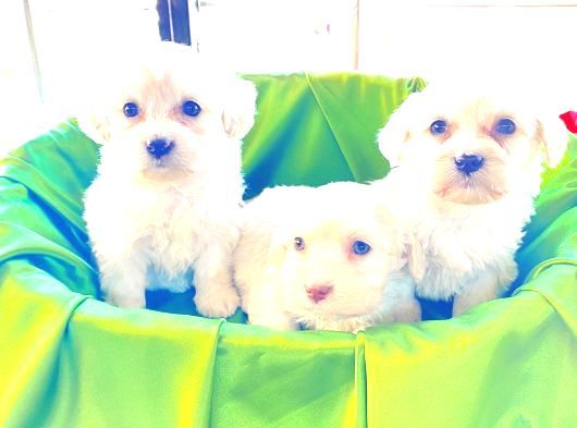 Kar Beyazı Maltese Terrier Bebeğim