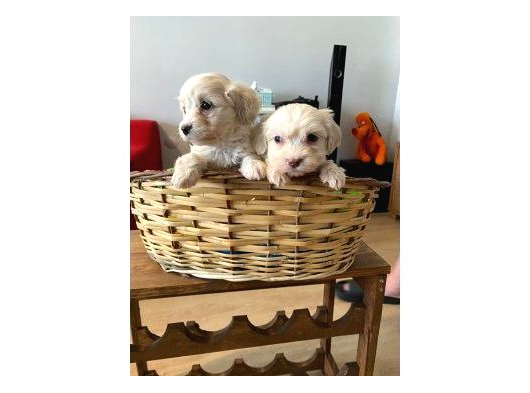 Ev Doğumu Maltese Bebekler görsel