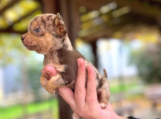 Chocole Merle Teacup En Özel Renk Chi̇huahua görsel