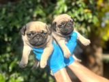 Mükemmel Pug Yavrularimiz
