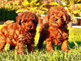 Benzersi̇z Toy Poodle Yavrulari Çi̇ftli̇kten