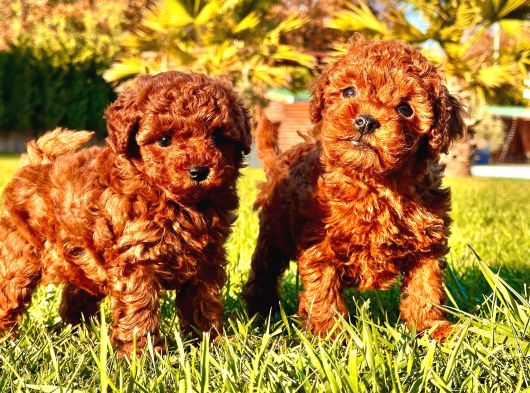 Benzersi̇z Toy Poodle Yavrulari Çi̇ftli̇kten görsel