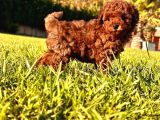 Benzersi̇z Toy Poodle Yavrulari Çi̇ftli̇kten
