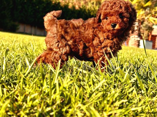 Benzersi̇z Toy Poodle Yavrulari Çi̇ftli̇kten görsel