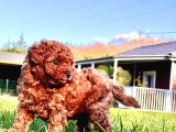 Benzersi̇z Toy Poodle Yavrulari Çi̇ftli̇kten