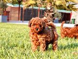 Benzersi̇z Toy Poodle Yavrulari Çi̇ftli̇kten