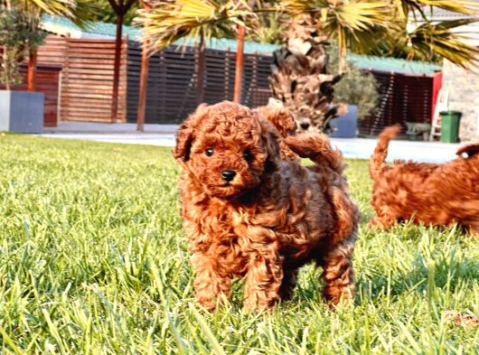 Benzersi̇z Toy Poodle Yavrulari Çi̇ftli̇kten görsel