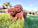 Benzersi̇z Toy Poodle Yavrulari Çi̇ftli̇kten