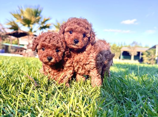 Benzersi̇z Toy Poodle Yavrulari Çi̇ftli̇kten görsel