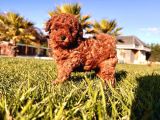 Benzersi̇z Toy Poodle Yavrulari Çi̇ftli̇kten