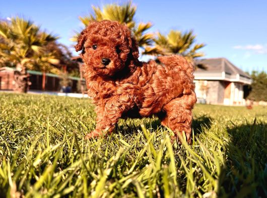 Benzersi̇z Toy Poodle Yavrulari Çi̇ftli̇kten görsel