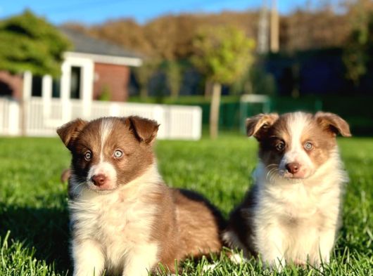 Özel Renk Border Collie Yavruları görsel