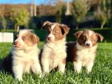 Özel Renk Border Collie Yavruları