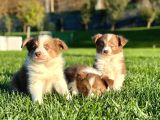 Özel Renk Border Collie Yavruları