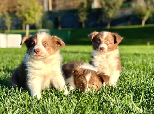 Özel Renk Border Collie Yavruları görsel